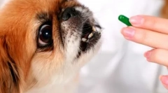 Kako dati psusku pilulu